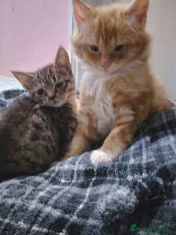 Mixed Breed cats - Advert 5
