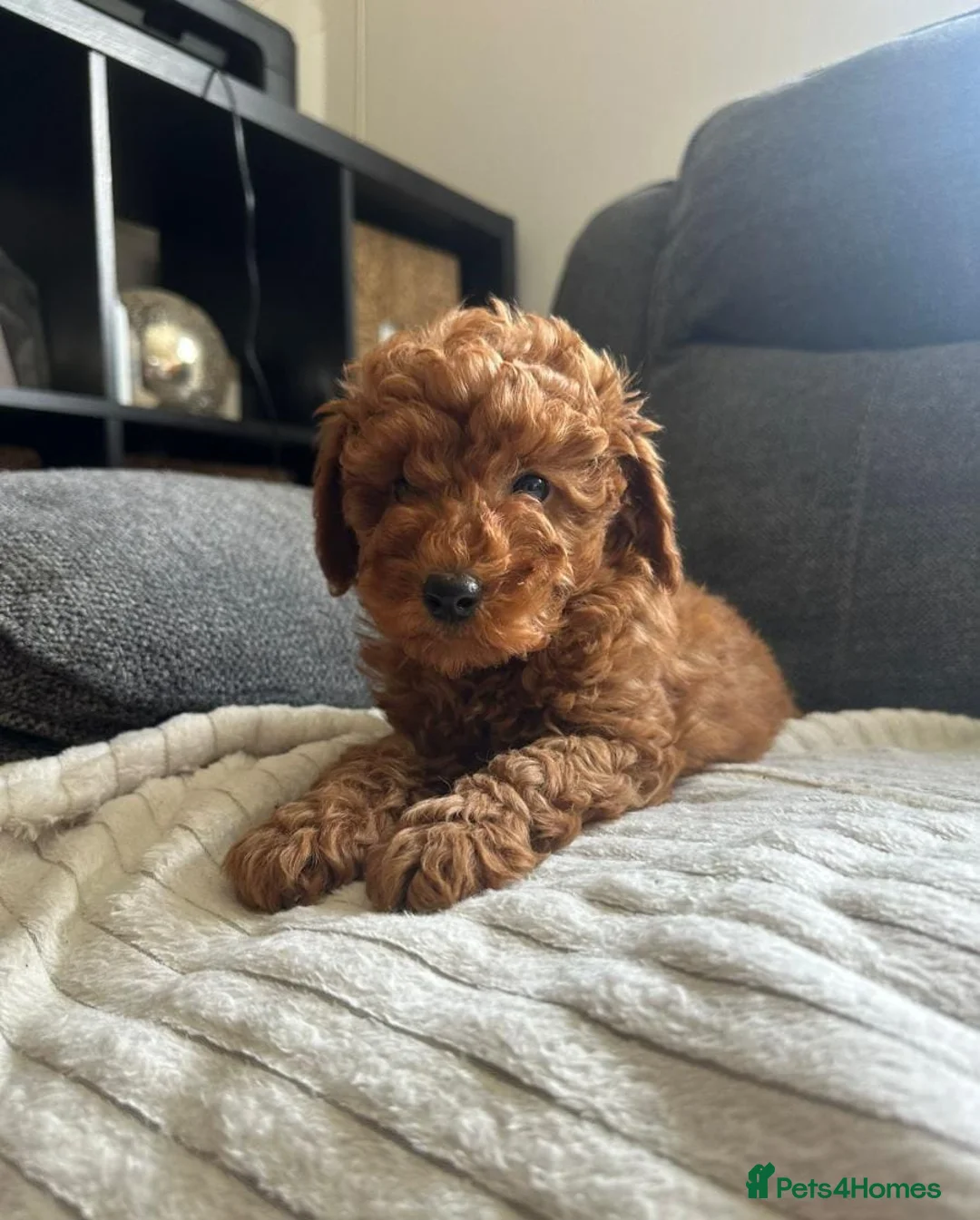 Cavapoo dogs for sale: DARK RED CAVAPOO PUPPIES HEALTH TESTED  in Manchester - Advert 2