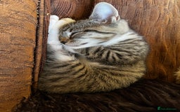 Bengal cats for sale: Sweetest Little Bengal X 9wks old in Dorking - Image 16