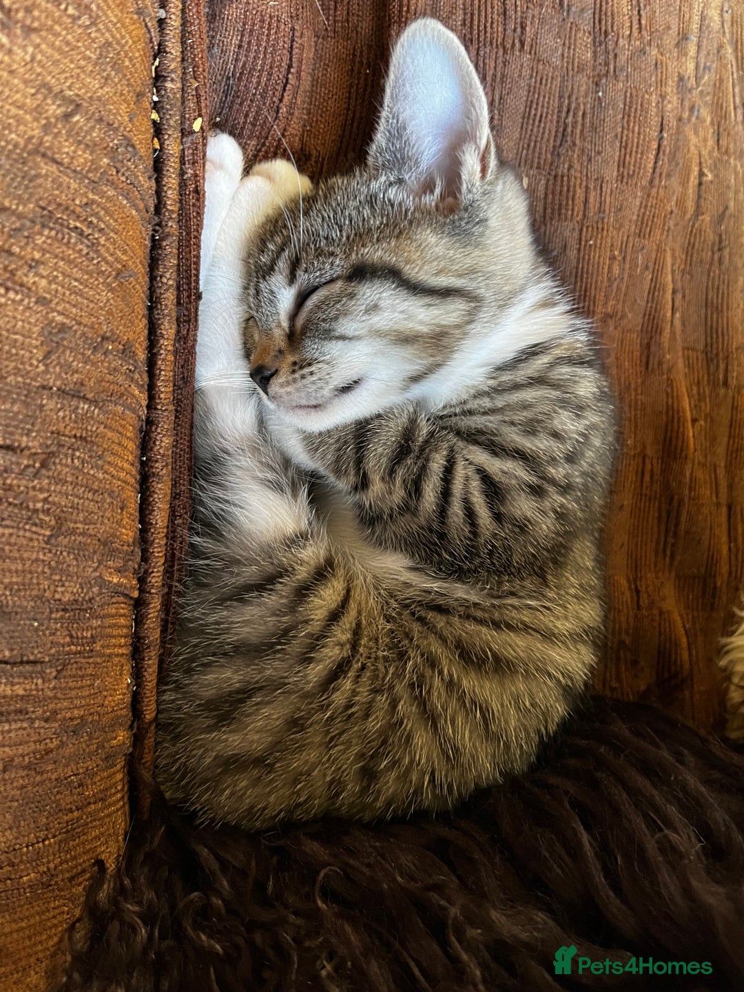 Bengal cats for sale: Sweetest Little Bengal X 9wks old in Dorking - Image 16