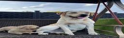 Labrador Retriever dogs for stud: Golden Labrador Retriever (4 years old)  in Ruislip - Advert 1