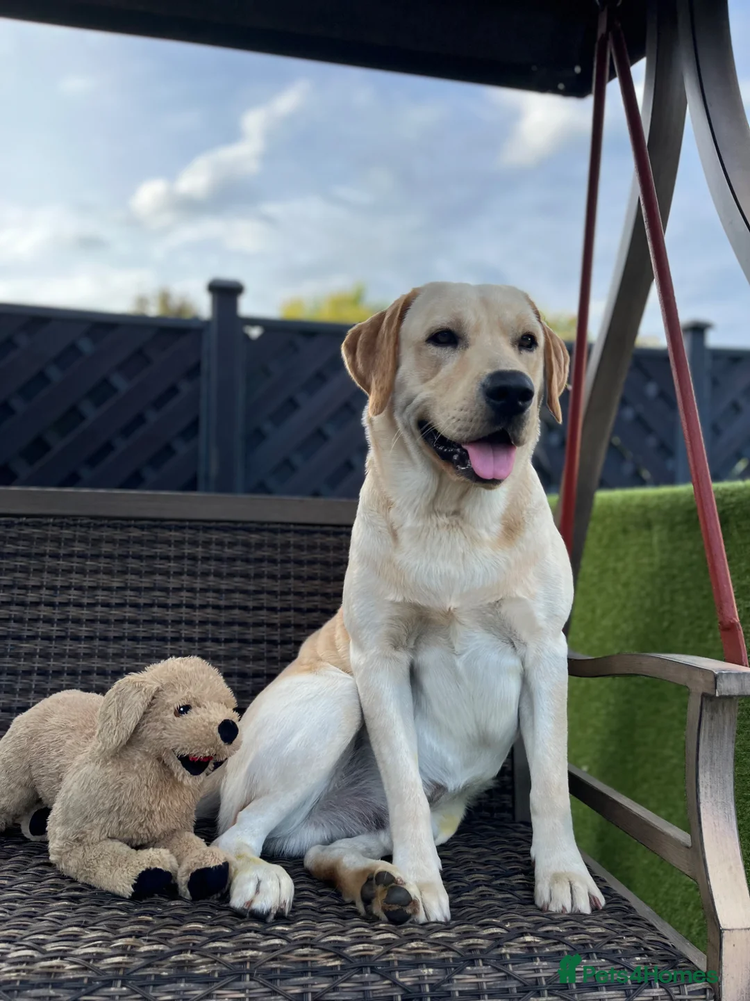 Labrador Retriever dogs for stud: Golden Labrador Retriever (4 years old)  in Ruislip - Advert 1