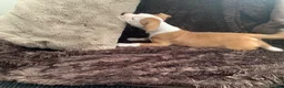 Staffordshire Bull Terrier dogs for sale: Male puppy Staffordshire bull terrior in Manchester - Advert 5