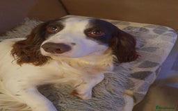 Sprocker dogs for sale: Gorgeous Sprocker x Sproodle pups. - Image 16
