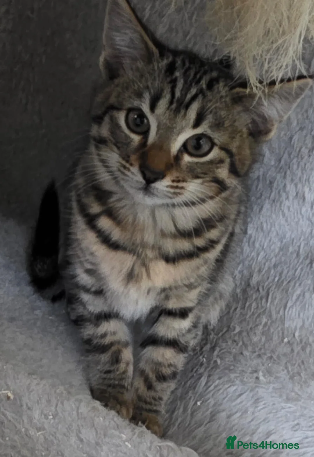 Mixed Breed cats for sale: Stunning Siamese x Bengal Kittens Ready Now - Advert 14