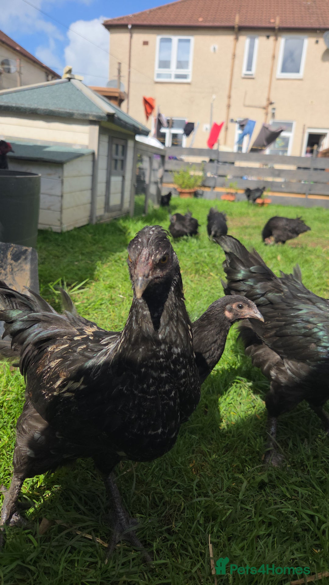 Chickens poultry for sale: FREE Sumatra roosters young friendly birds - Image 6