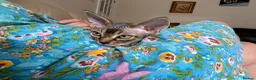 Devon Rex cats for sale: Devon Rex kitten-super social playful and loving  - Advert 5