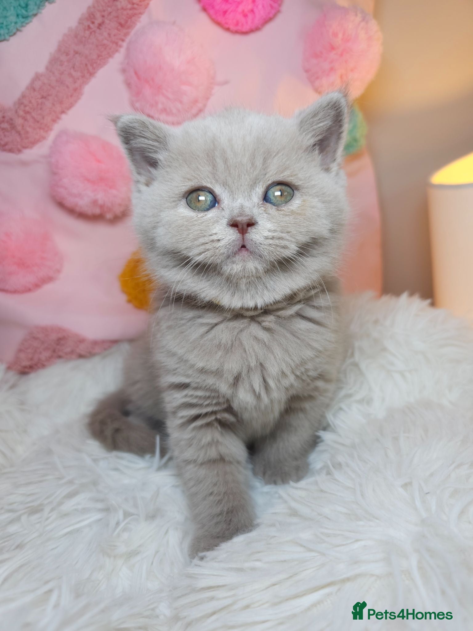 British Shorthair cats Luxury British Shorthair 🧸 Rare Lilac & Cinnamon - Advert 18