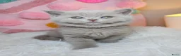 British Shorthair cats for sale: Luxury British Shorthair 🧸 Rare Lilac & Cinnamon - Advert 12