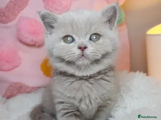 British Shorthair cats Luxury British Shorthair 🧸 Rare Lilac & Cinnamon - Advert 18