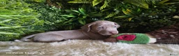 Weimaraner dogs for sale: ✨KC Weimaraner REDUCED GOING AWAY✨ - Advert 15