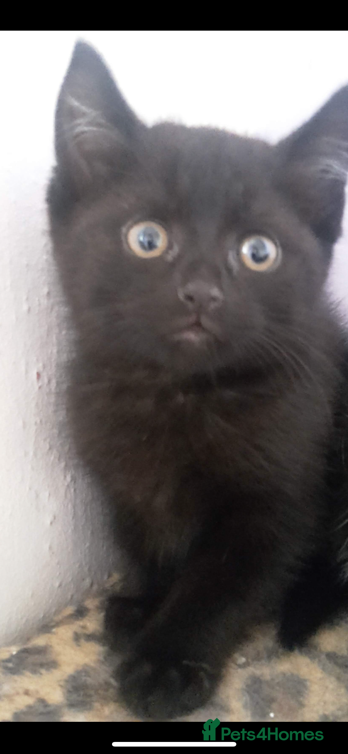 Mixed Breed cats Stunning Ragdoll x Bombay kittens ready now  - Advert 5