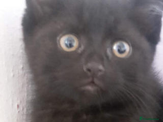 Mixed Breed cats Stunning Ragdoll x Bombay kittens ready now - Advert 5