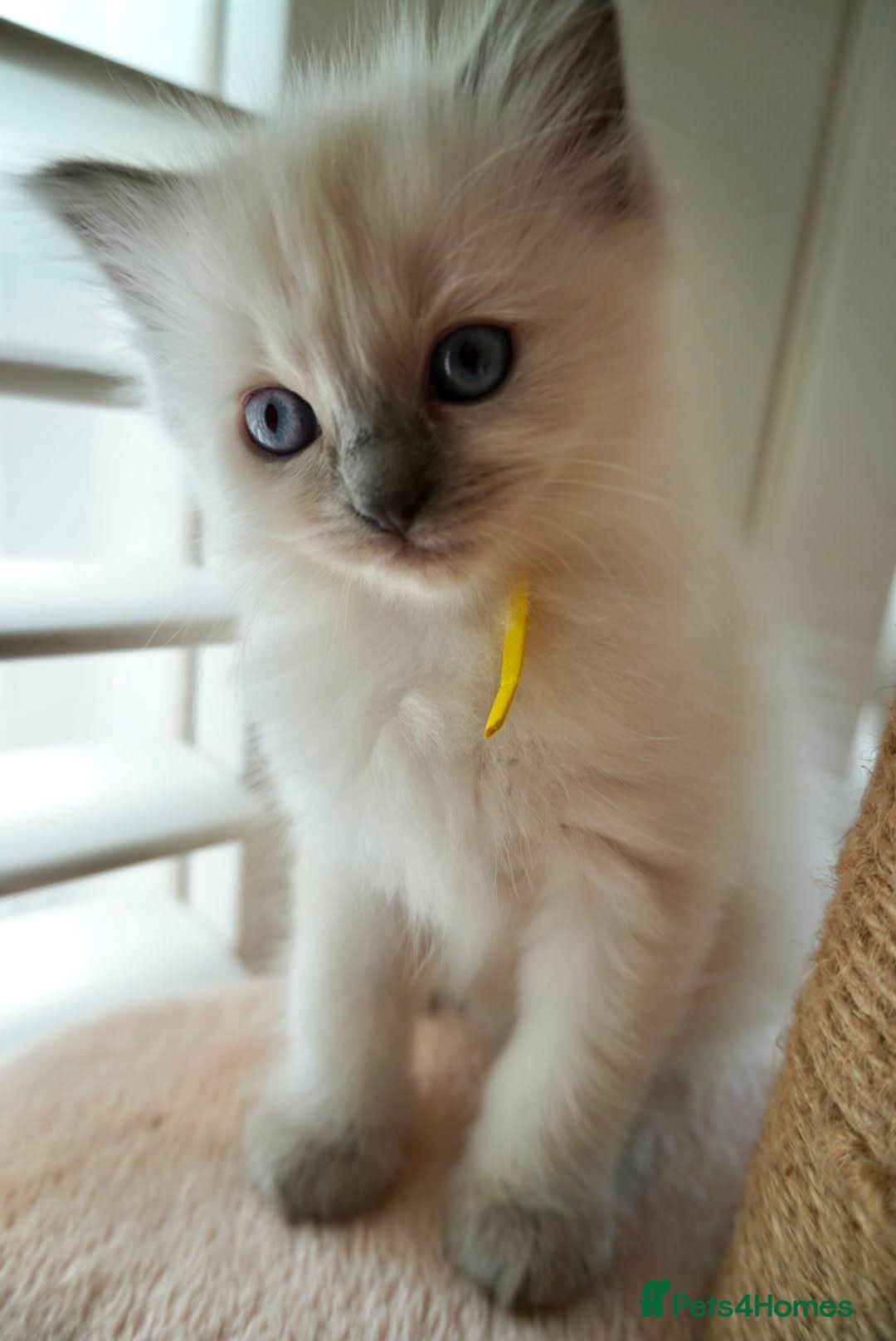 Ragdoll cats Stunning blue point ragdoll kittens READY TO LEAVE - Advert 14