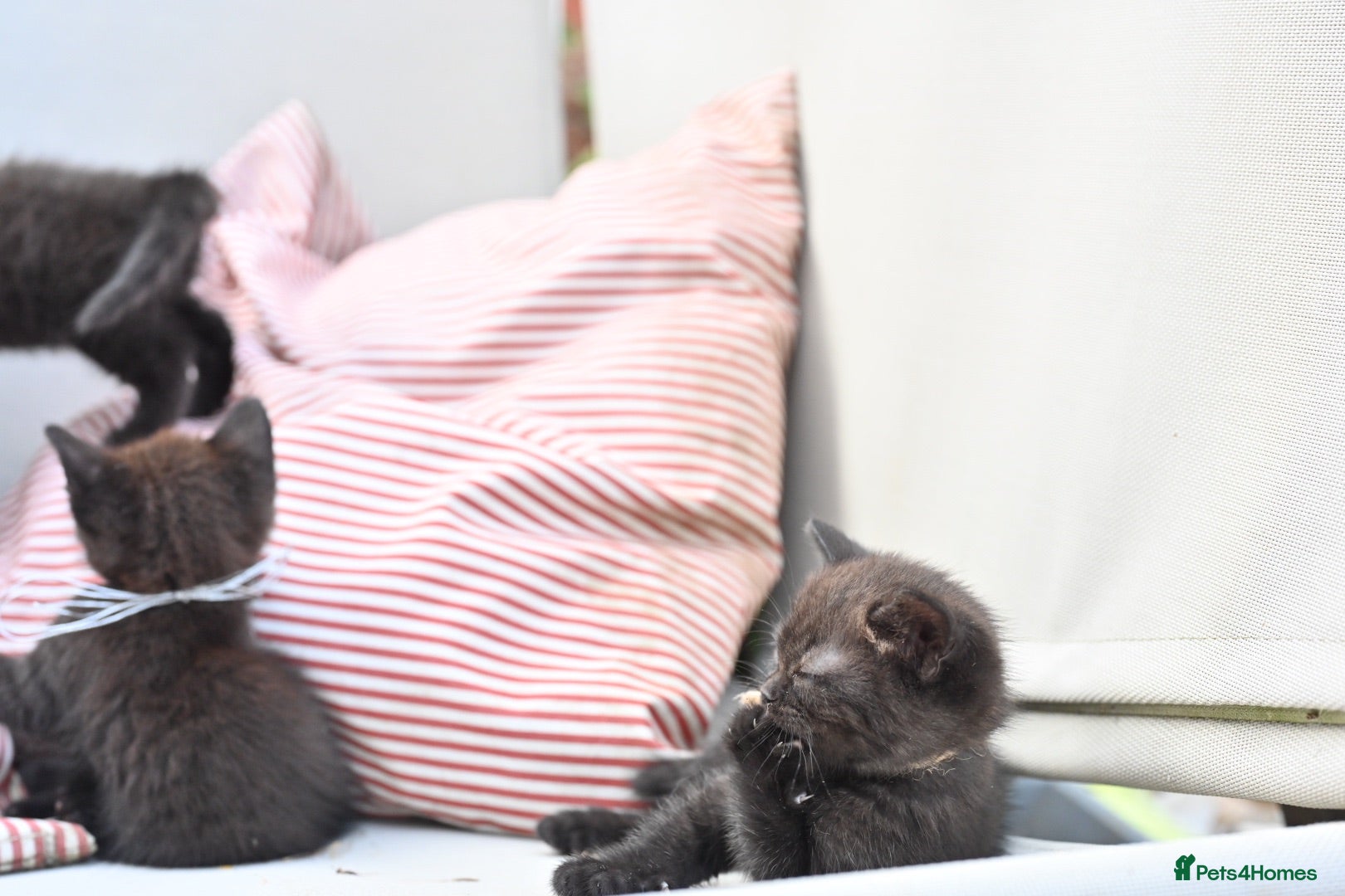 Mixed Breed cats Last 2 left! - Persian x BSH kittens  - Advert 11