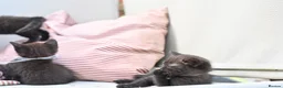 British Shorthair cats for sale: 5 Bundles of Love - Persian x BSH kittens  - Advert 22