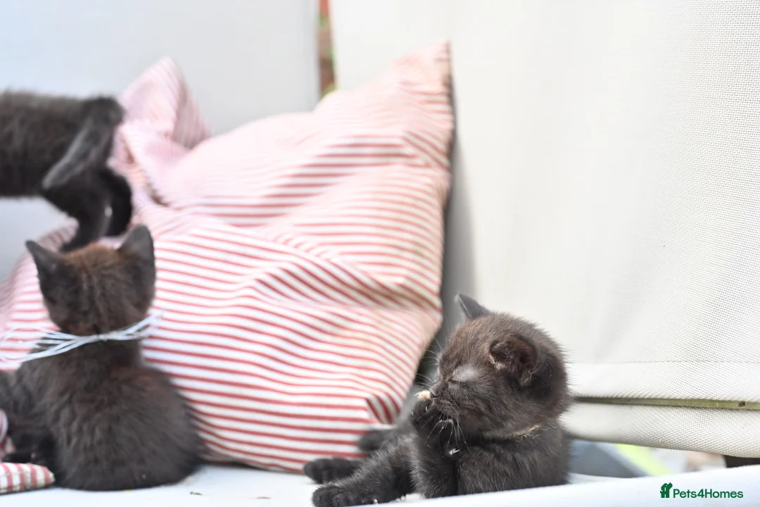 Mixed Breed cats for sale: Last 2 left! - Persian x BSH kittens  - Advert 2