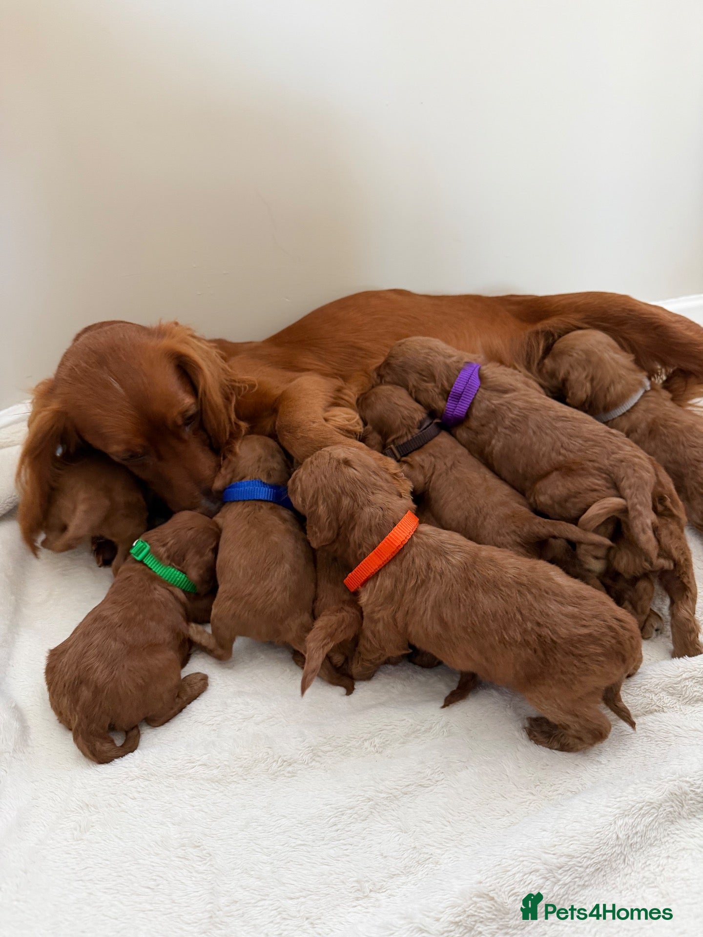 Cockapoo dogs Health Clear Cockapoo Puppies - Advert 2