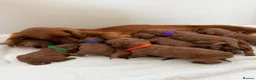 Cockapoo dogs for sale: Health Clear Cockapoo Puppies in Sunderland - Advert 2