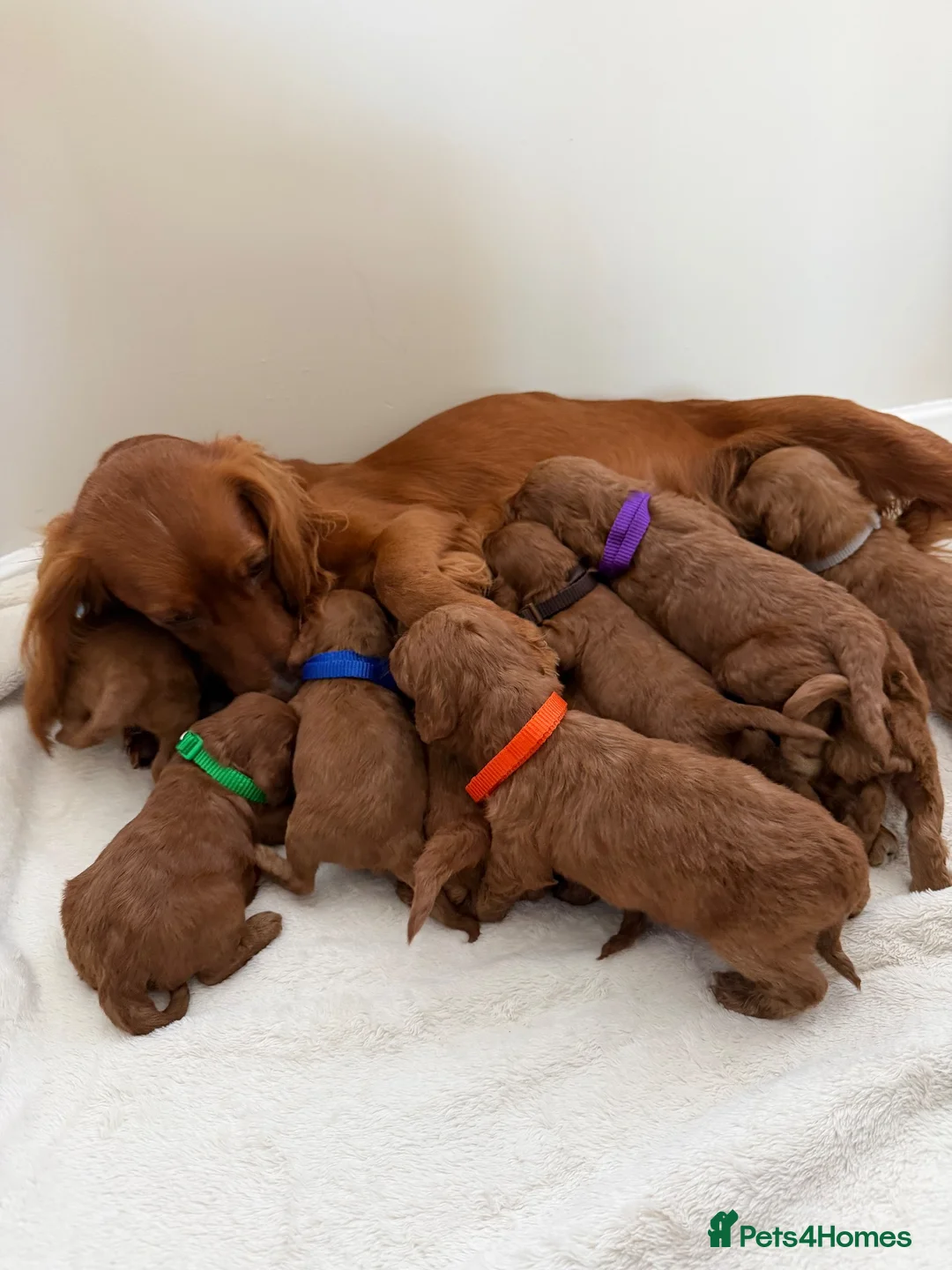 Cockapoo dogs for sale: Health Clear Cockapoo Puppies in Sunderland - Advert 2