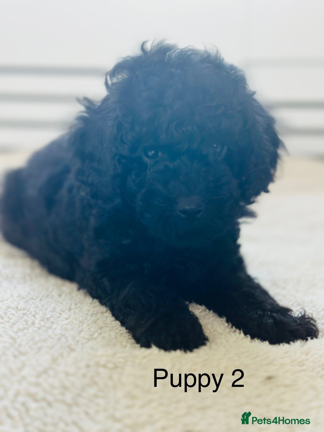 Toy Poodle dogs for sale: Pure Black Toy Poodles Puppies £700  - Image 8