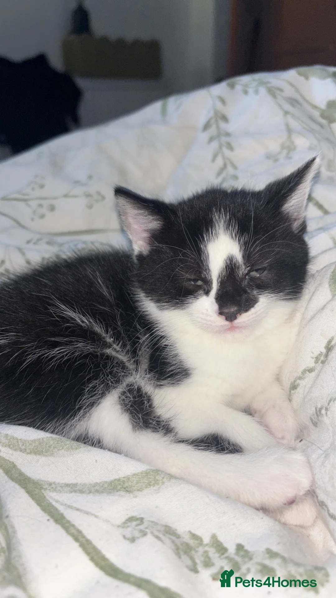 Mixed Breed cats for sale: Kittens  in Thetford - Advert 2