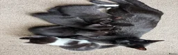 Mixed Breed cats for sale: Kittens, black and white - Advert 1