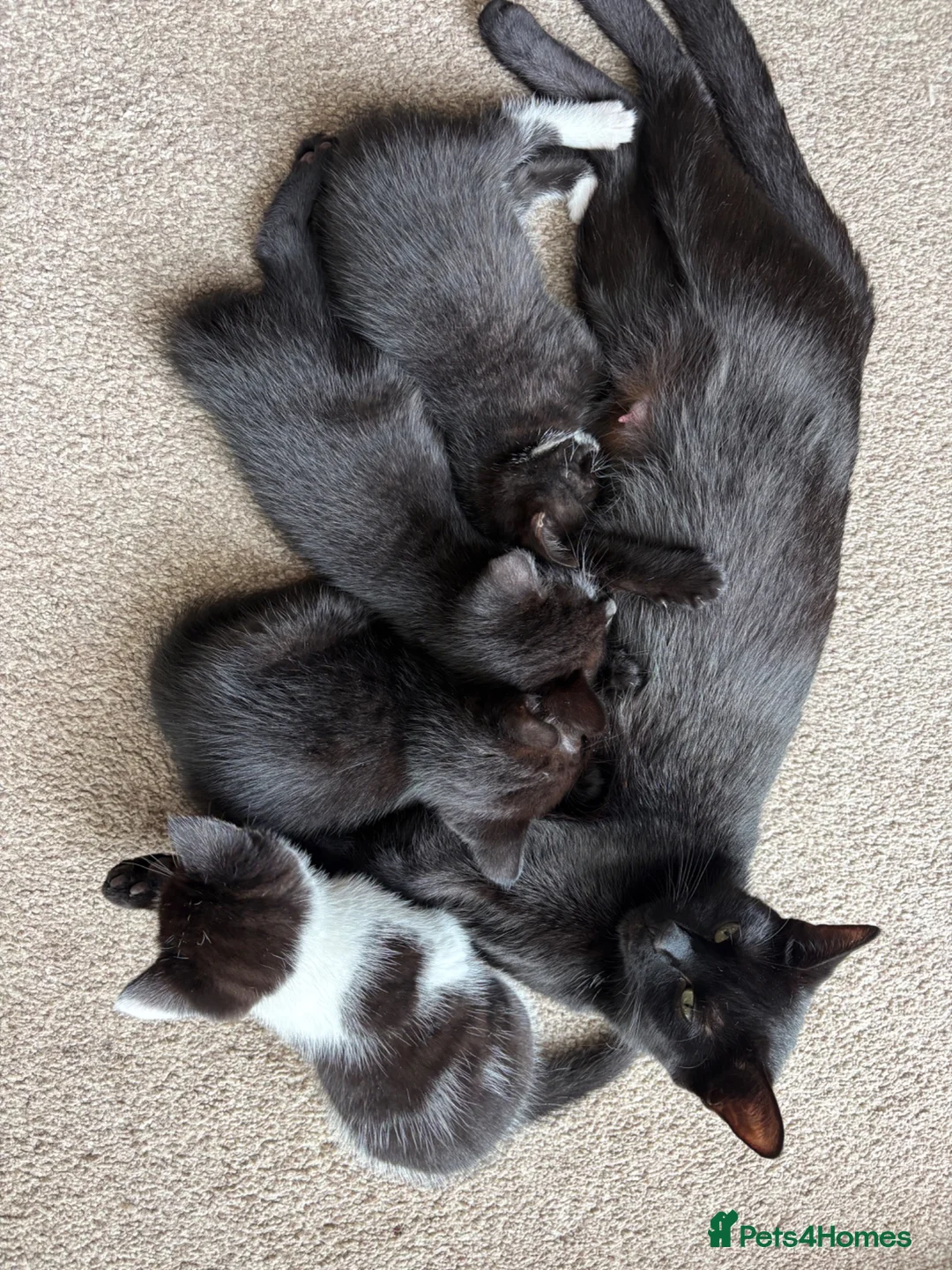 Mixed Breed cats for sale: Kittens, black and white - Advert 1