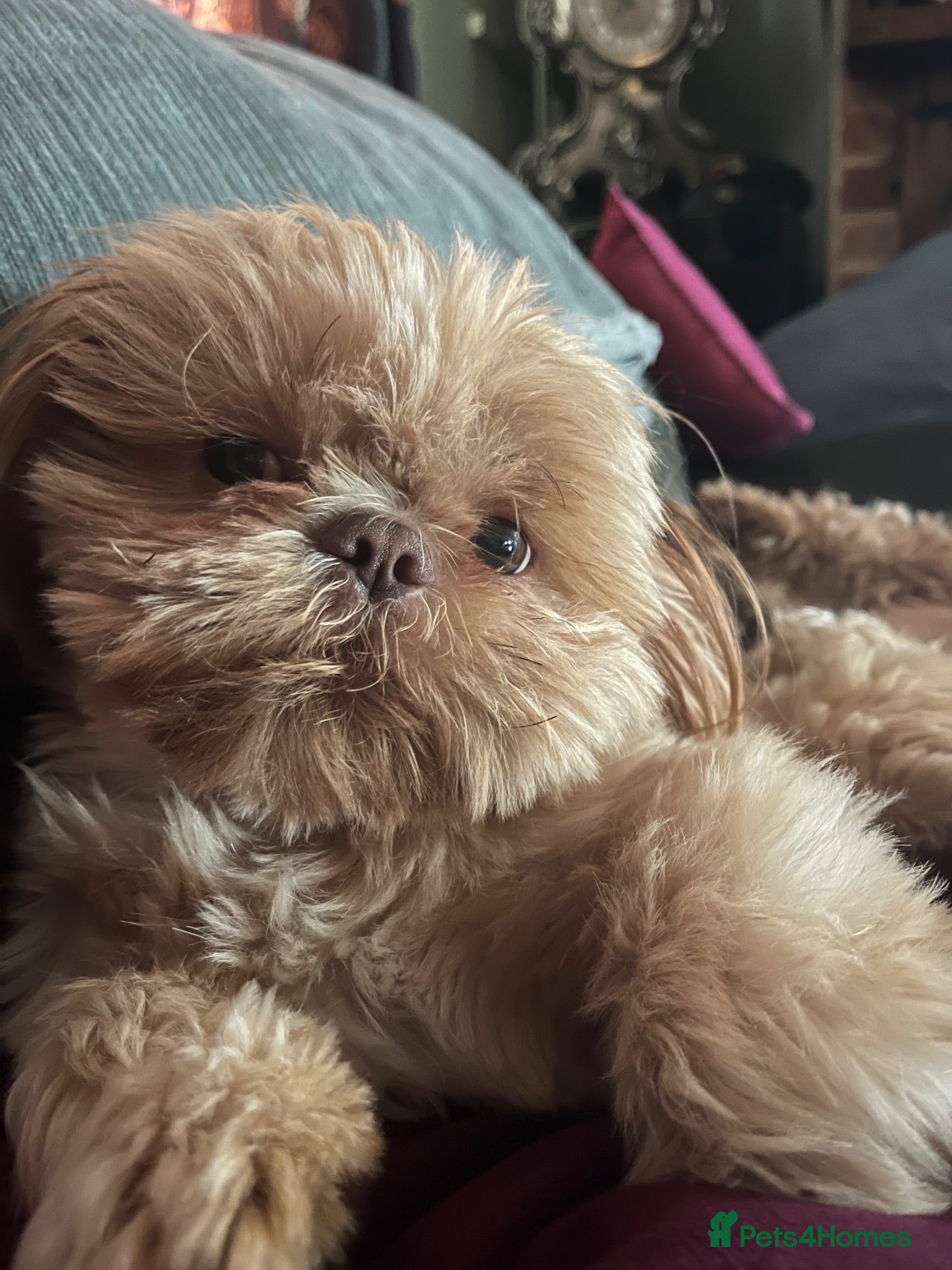 Shih Tzu dogs Stunning Imperial Shihtzu for stud - Advert 2