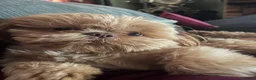 Shih Tzu dogs for stud: Stunning Imperial Shihtzu for stud - Advert 1