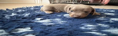 Miniature Dachshund 