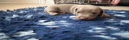 Miniature Dachshund dogs for sale: Beautiful kc registered miniature dachshunds  - Advert 18