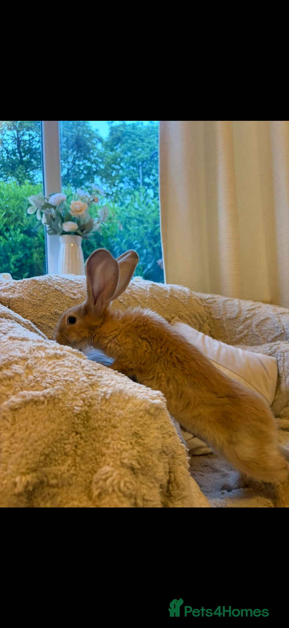 Continental Giant rabbits Lovely continental Giants baby rabbits  - Advert 2
