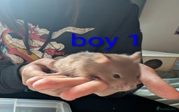 Hamster rodents for sale: Baby Syrian hamsters  - Image 2
