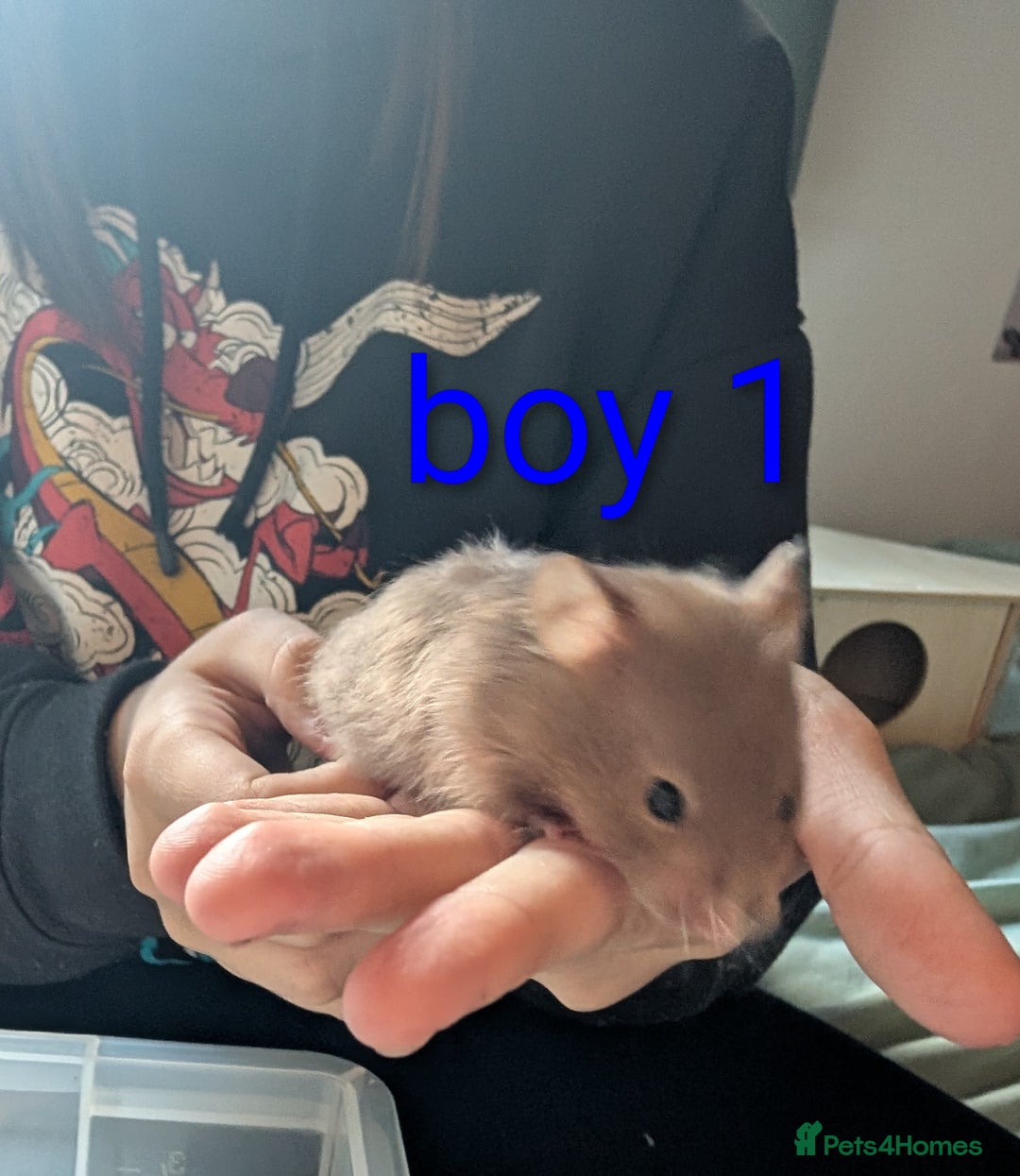 Hamster rodents for sale: Baby Syrian hamsters  - Image 2