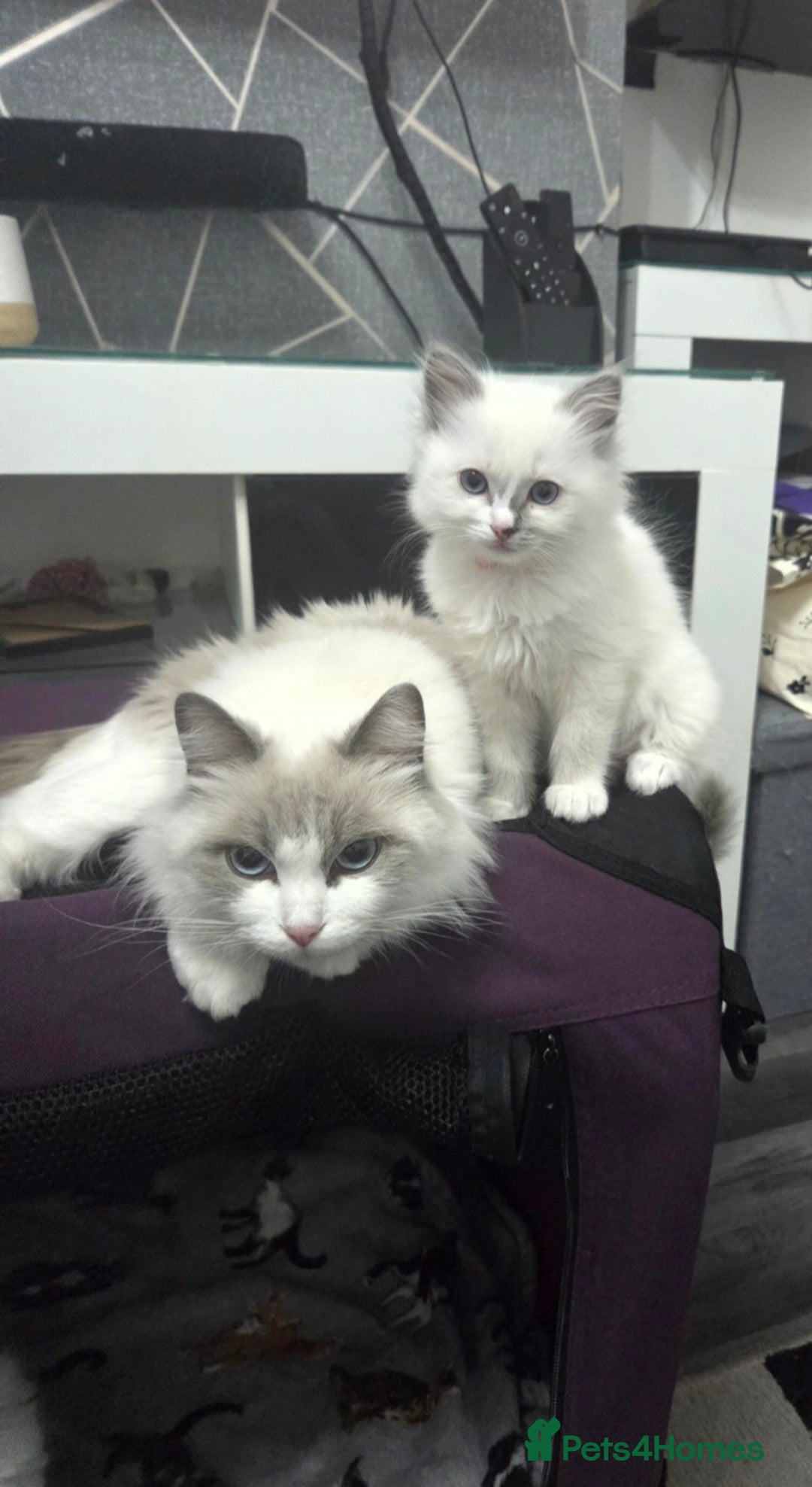Ragdoll cats for sale: REGISTERED PEDIGREE RAGDOLL KITTENS BLUE  - Advert 11