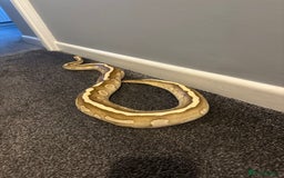 Python Snake reptiles for sale: Royal Python Pair +Full setups  - Image 3