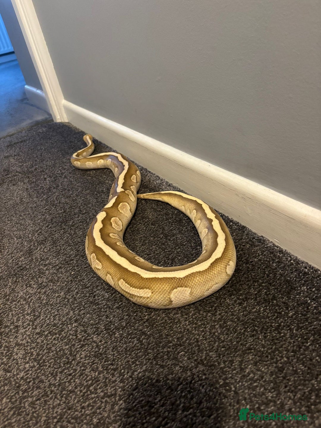 Python Snake reptiles for sale: Royal Python Pair +Full setups  - Image 3