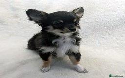 Chihuahua dogs for sale: Chihuahua Puppies Long Haired Kennel Club KC  - Image 3