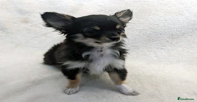 Chihuahua dogs - Advert 5