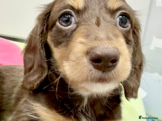 Miniature Dachshund dogs Absolutely stunning KC mini girls🩷🩷🌟 - Advert 2