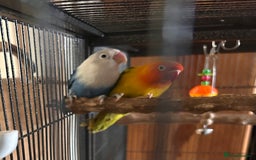 Lovebirds birds for sale: Love birds with cage  - Image 2