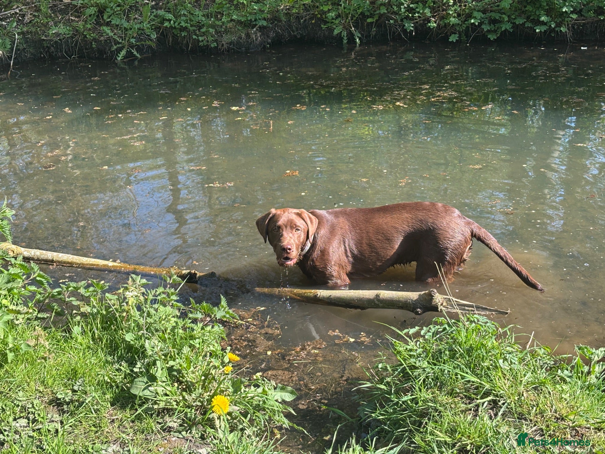 Labrador Retriever dogs 10 month old chocolate Labrador  - Advert 1