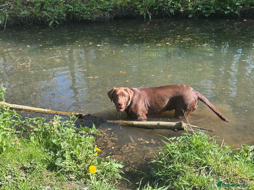Labrador Retriever dogs for sale: 8 month old chocolate Labrador  - Advert 2