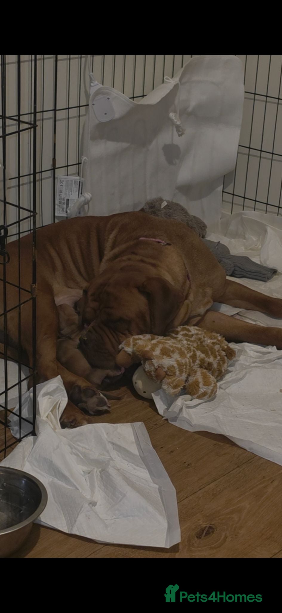 Dogue De Bordeaux dogs Dogue de bordeaux puppies avail - Advert 1