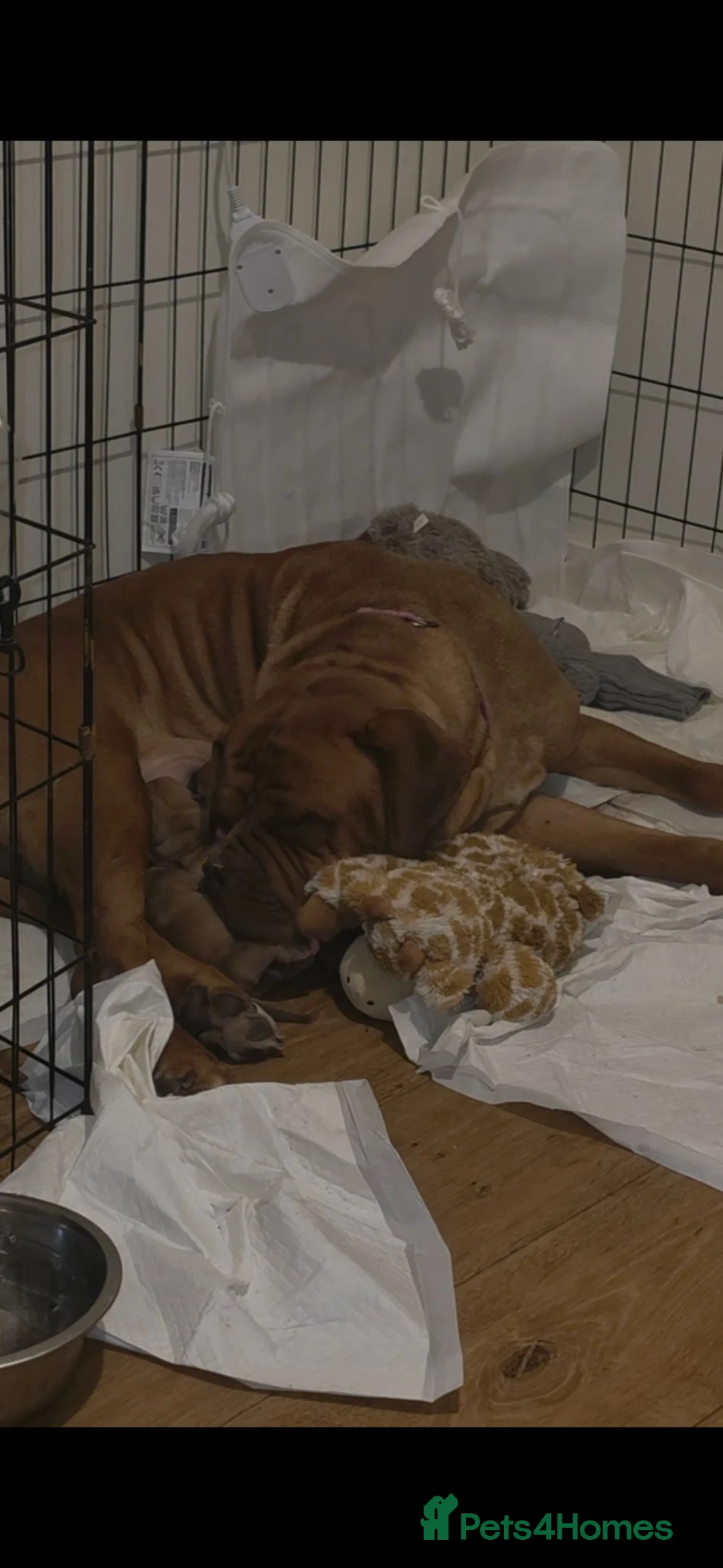 Dogue De Bordeaux dogs for sale: Dogue de bordeaux puppies avail in Buckley - Advert 1