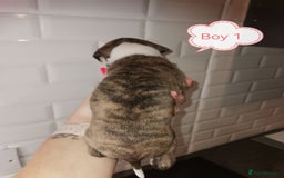 Whippet dogs for sale: Lovely petite whippets for sale  - Image 16