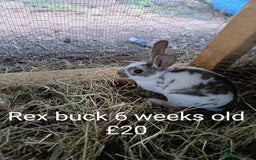 New Zealand rabbits for sale: Rex, New Zealand and lops available  - Image 10