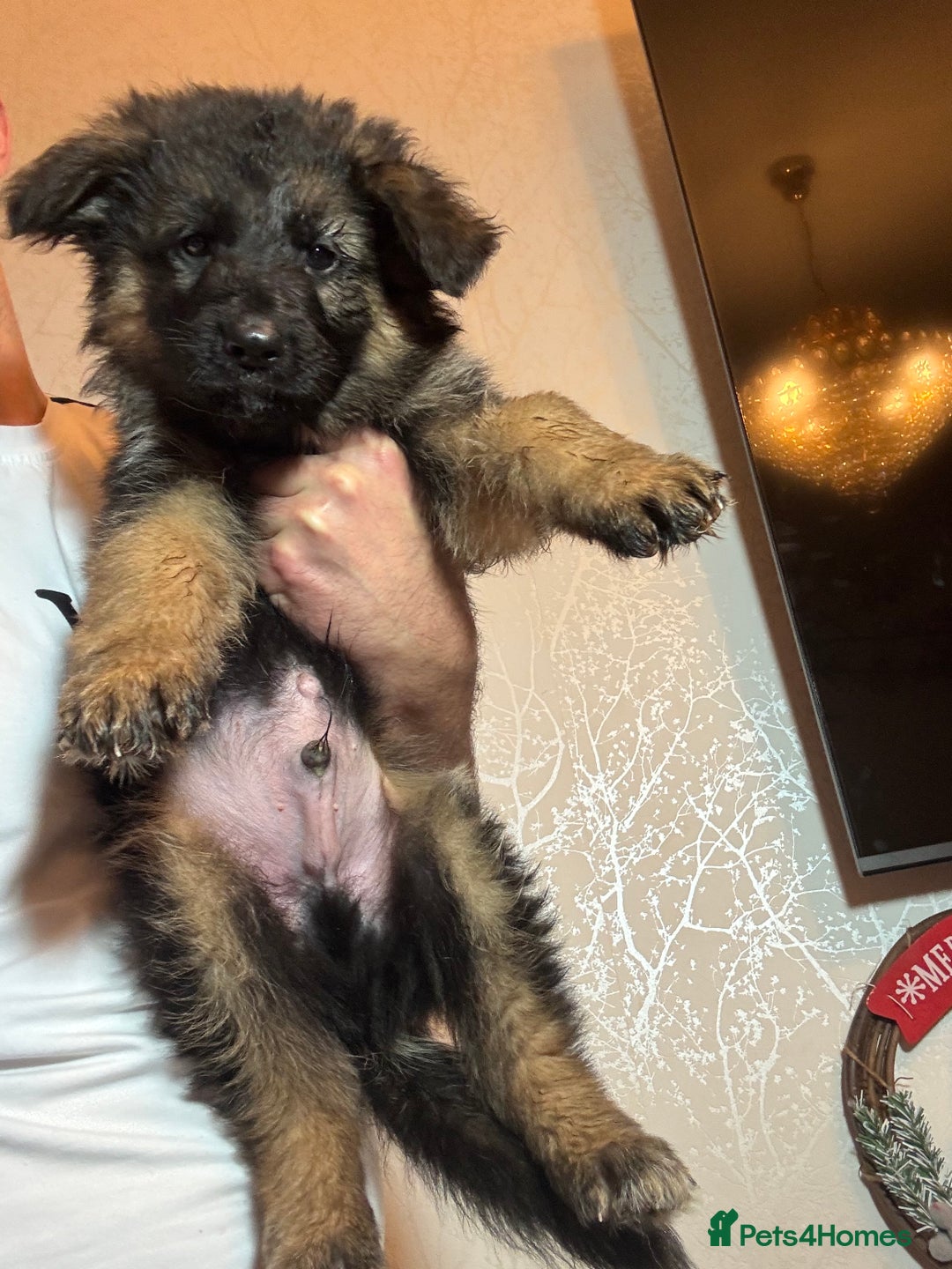 German Shepherd dogs for sale: German Shepherd Puppies  - Advert 6