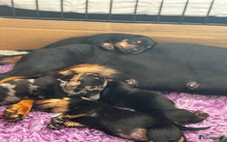 Miniature Dachshund dogs for sale: Miniature dachshund mix priced  - Image 22